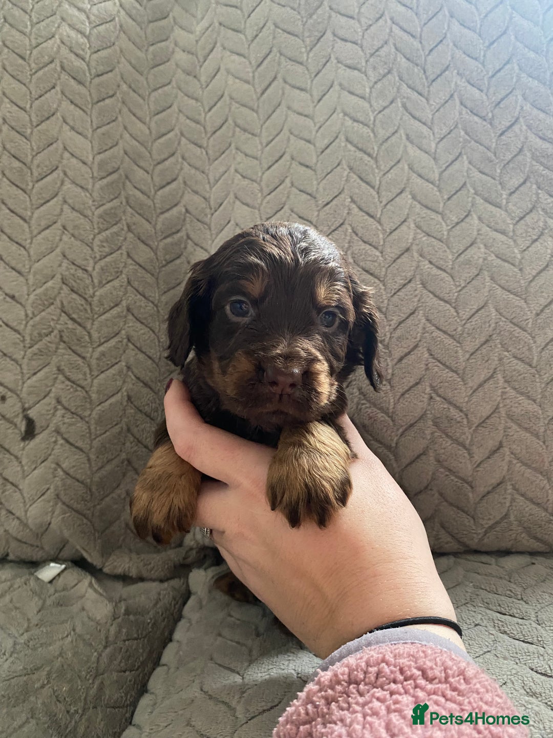 Cocker Spaniel dogs for sale: Working cocker spaniel puppies  - Image 18