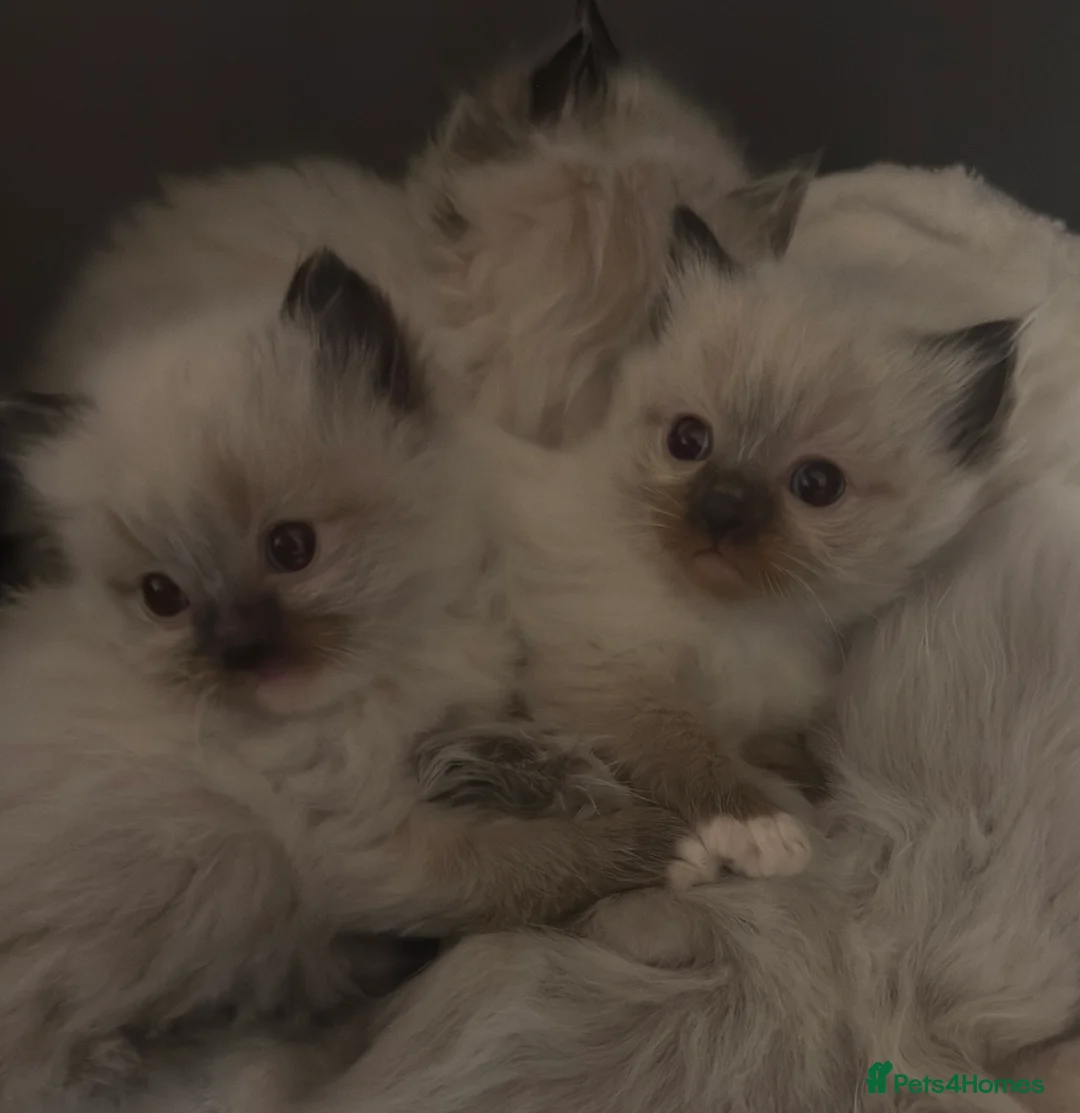 Ragdoll cats for stud: Beautiful pure blue point large  ragdoll stud in Bristol - Advert 10