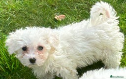 Bichon Frise dogs for sale: Two beautiful Bichon frise pups  - Image 7