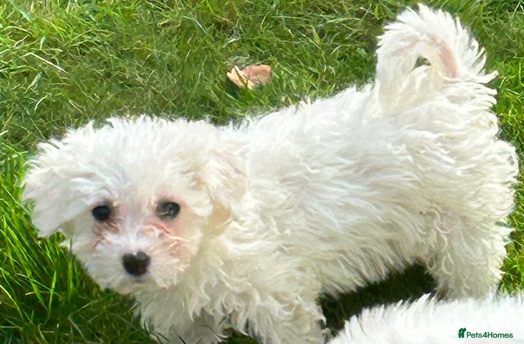 Bichon Frise dogs for sale: Two beautiful Bichon frise pups  - Image 7
