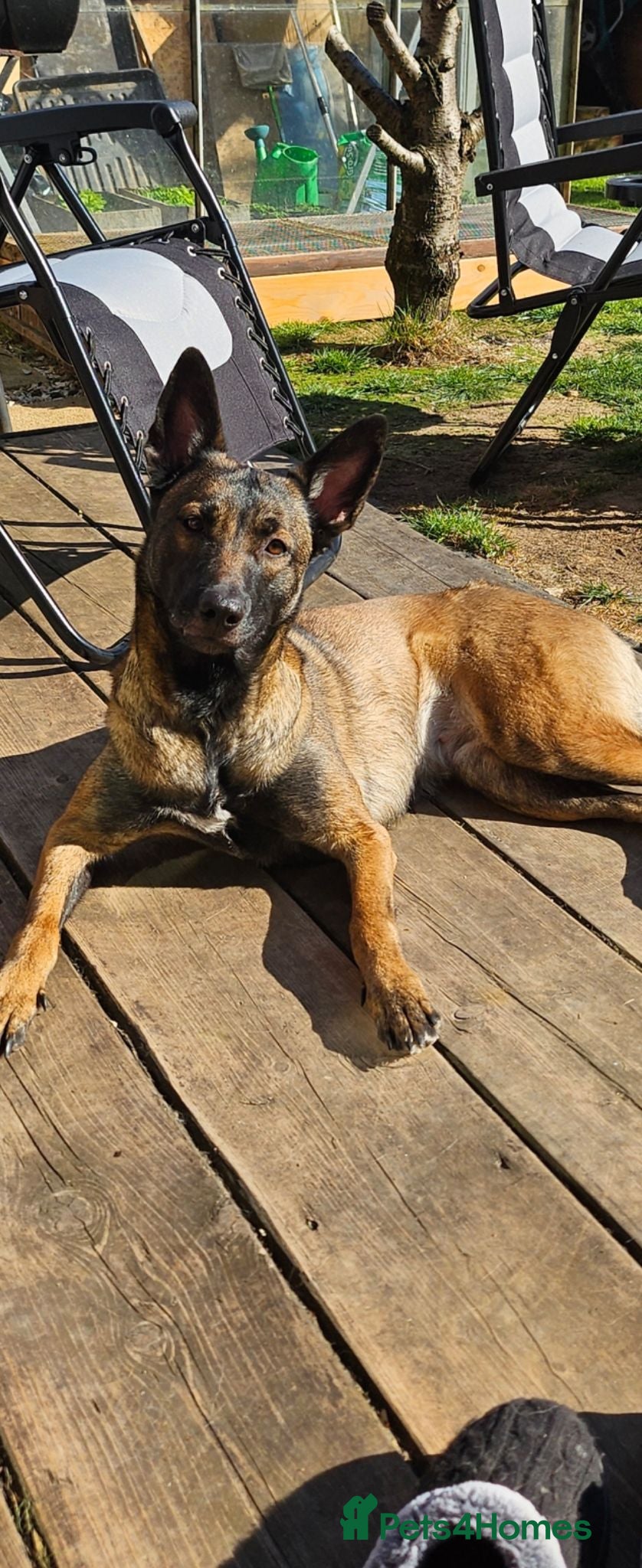 Mixed Breed dogs Malinois x german shepherd  - Advert 2