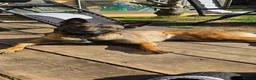 Mixed Breed dogs for sale: Malinois x german shepherd  - Advert 1