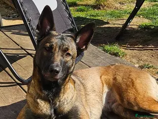 Mixed Breed dogs Belgium shepherd puppies - Advert 2