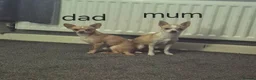 Chihuahua dogs for sale: 2 girl chihuahua left ready 10th August  - Advert 6