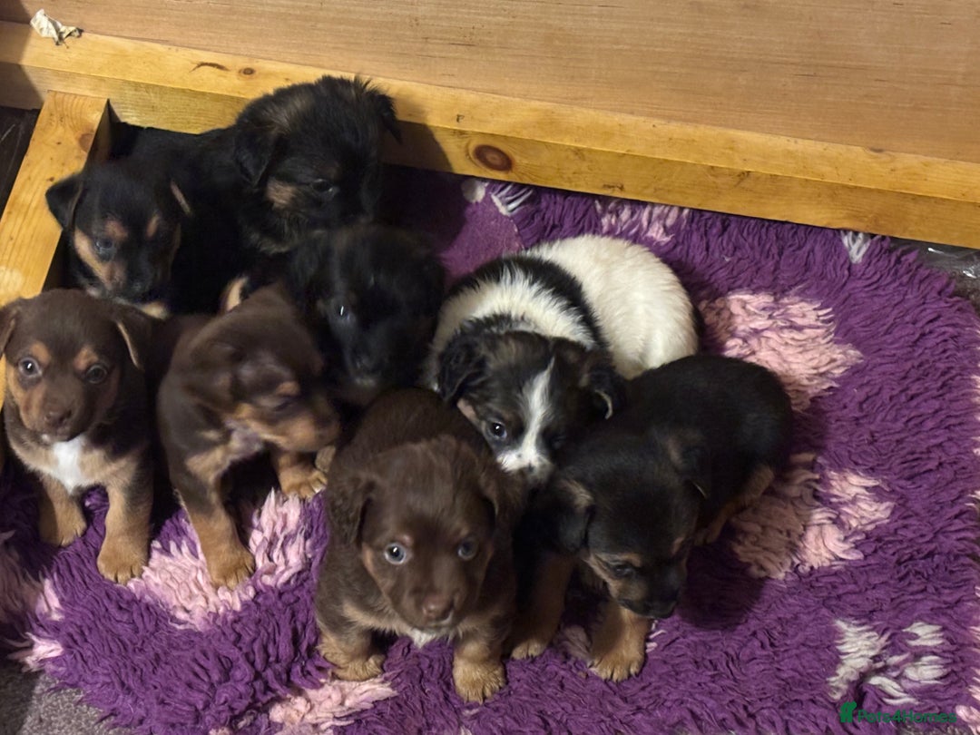 Jack Russell dogs for sale: Trad.family short legged short hair- ready!! - Advert 11