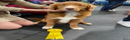 Nova Scotia Duck Tolling Retriever dogs for sale: Chunky adorable Nova Scotia puppies  - Advert 19