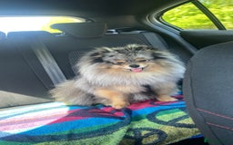 Pomeranian dogs for stud: Merle Pomeranian Stud  in Liverpool - Image 13