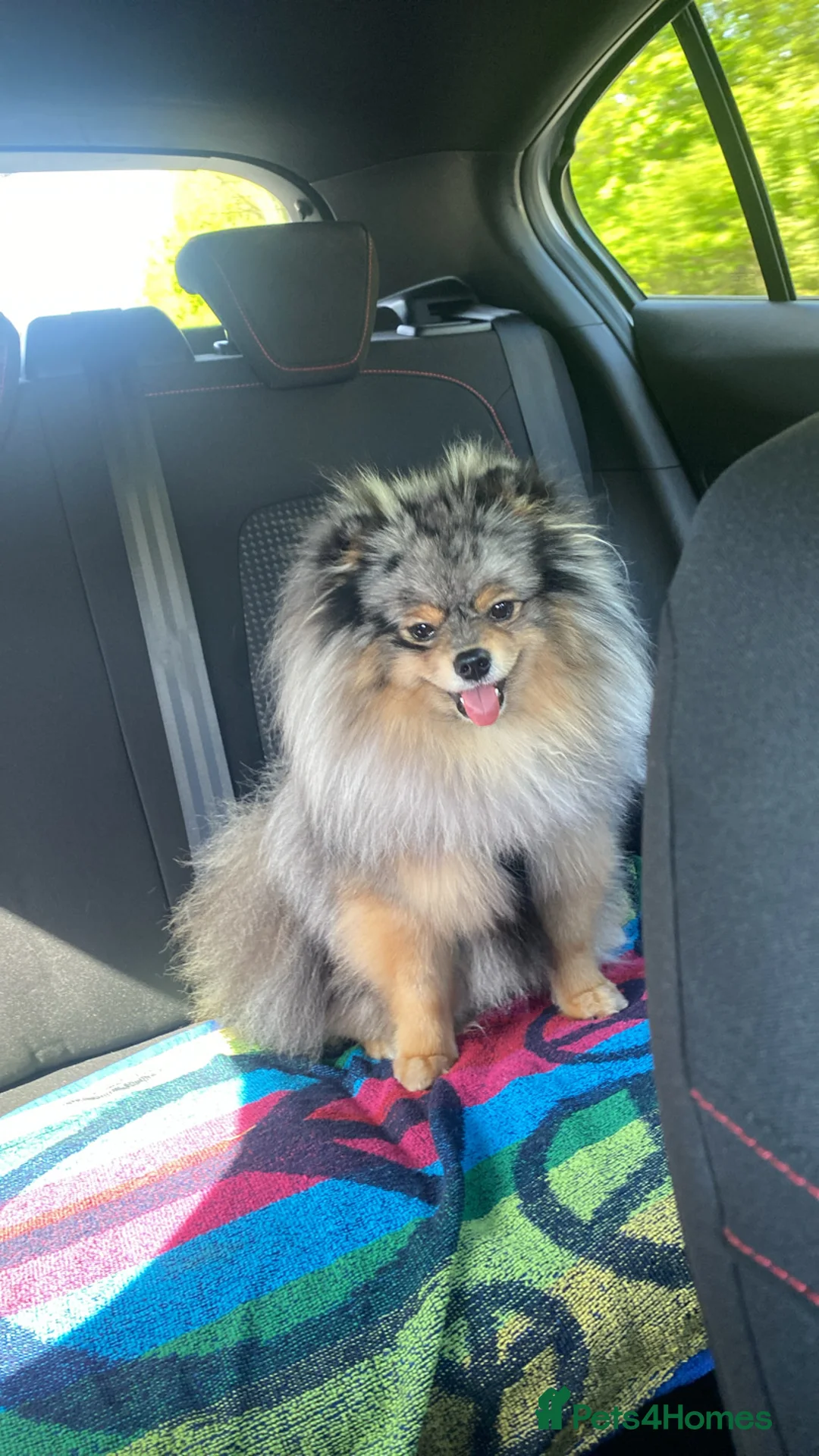 Pomeranian dogs for stud: Merle Pomeranian Stud  in Liverpool - Advert 14