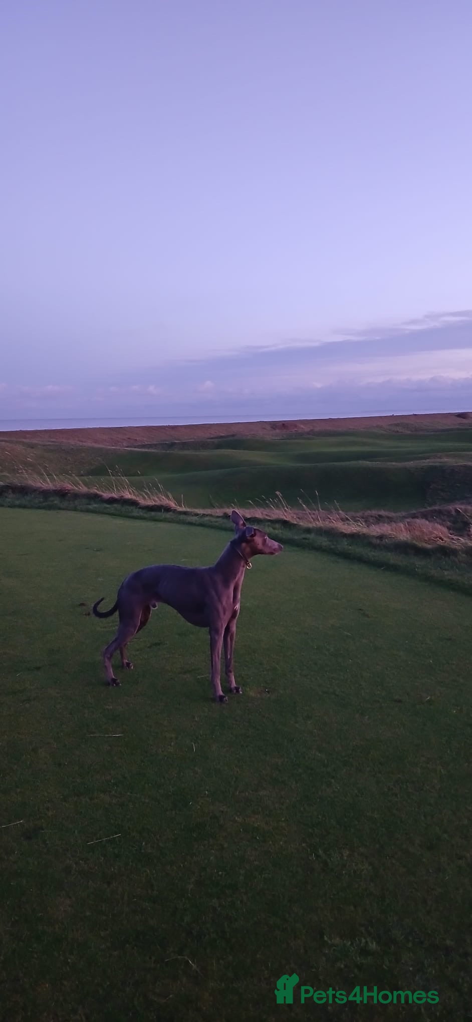 Whippet dogs Stud wippet - Advert 5