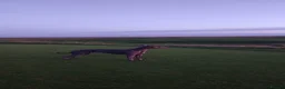 Whippet dogs for stud: Stud wippet - Advert 1