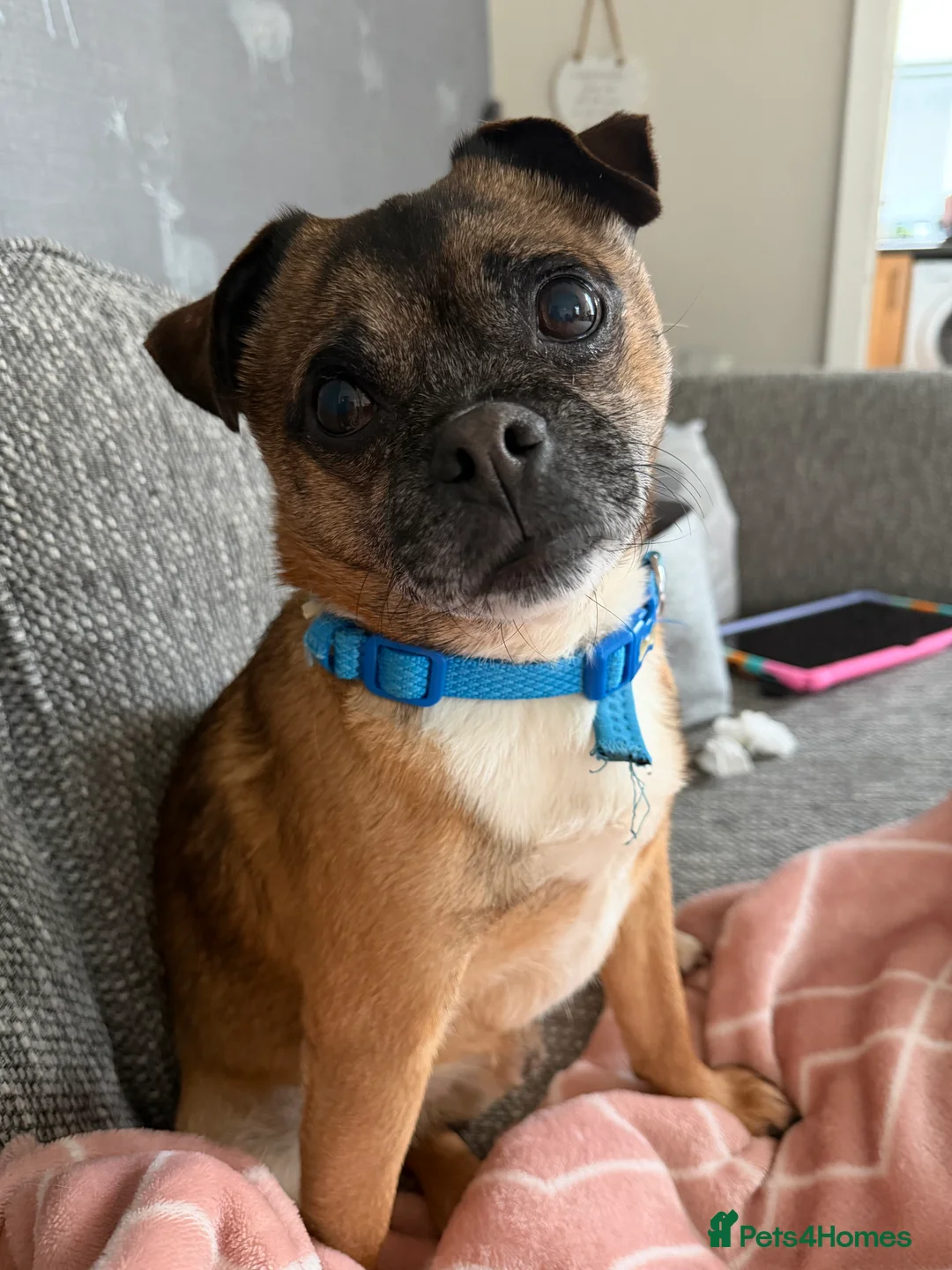 Mixed Breed dogs for sale: Rocco the jug - Advert 6