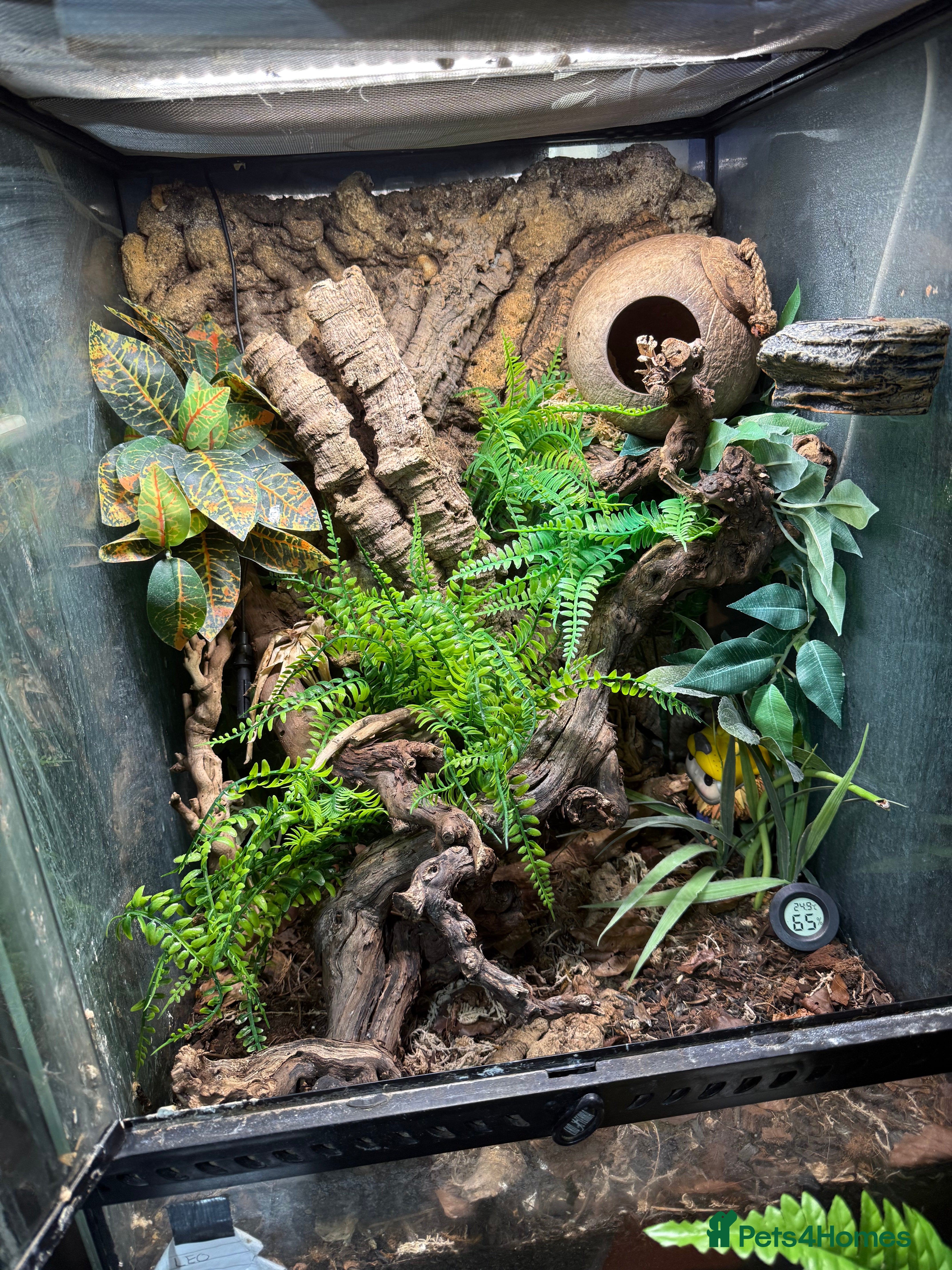 Gecko reptiles Crested geckos with full setups - Advert 1