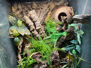 Gecko reptiles Crested geckos with full setups - Advert 1