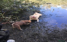 Pug dogs for sale: Chocolate and tan 6 month old female 💗 - Image 9