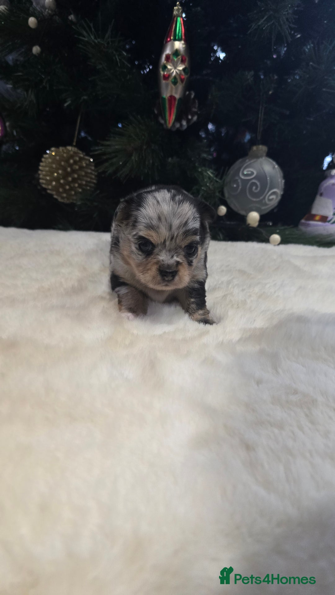 Chihuahua dogs for sale: Chihuahua puppies Russian ancestry with perfect bo - Advert 37
