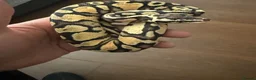 Mixed Breed reptiles for sale: Ball pythons available - Advert 2