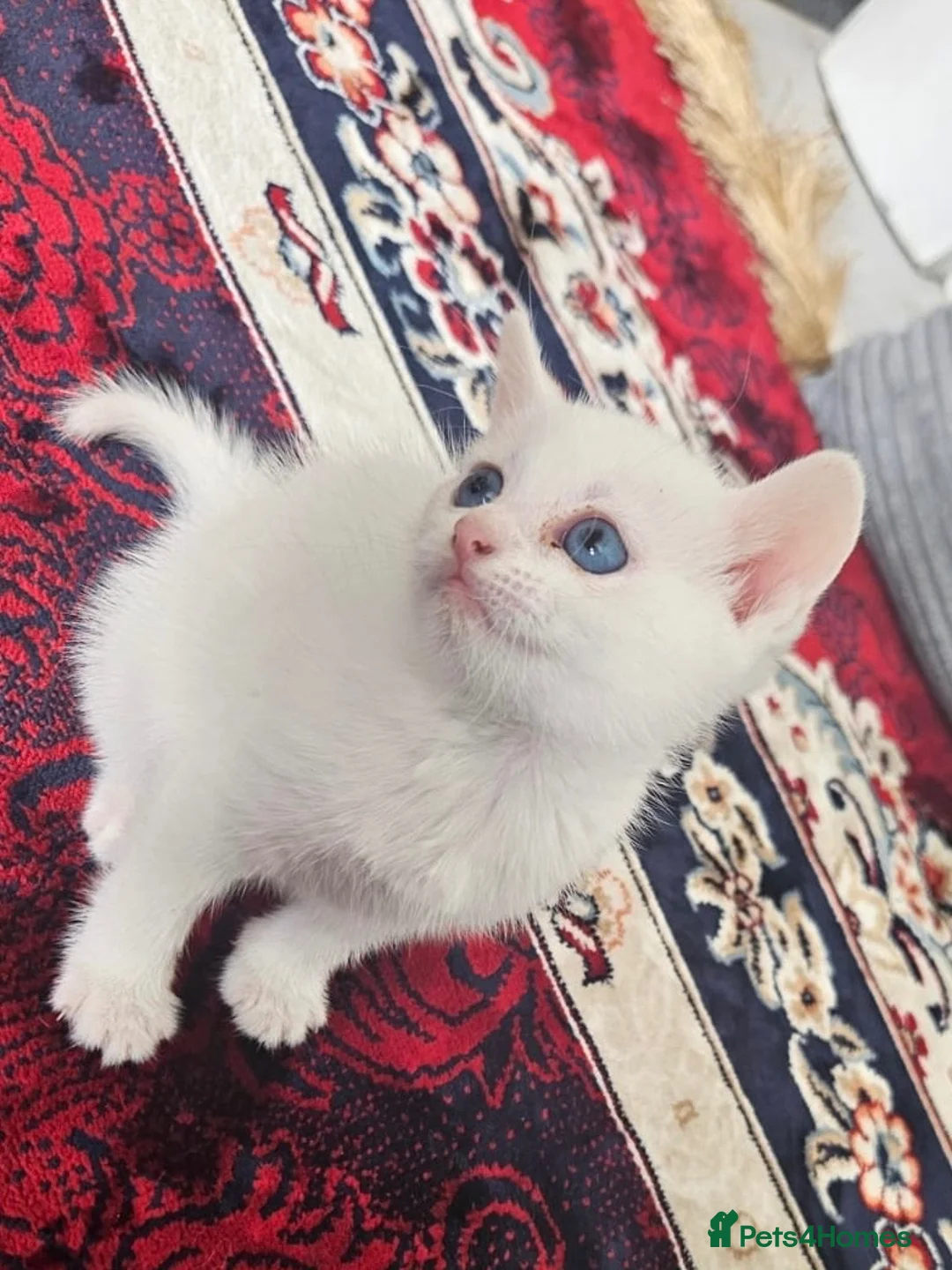 Turkish Angora cats for sale: Kitten - Advert 2