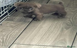 Shih Tzu dogs for sale: Imperial karishishi  shih tzu dobie carriers   - Image 12