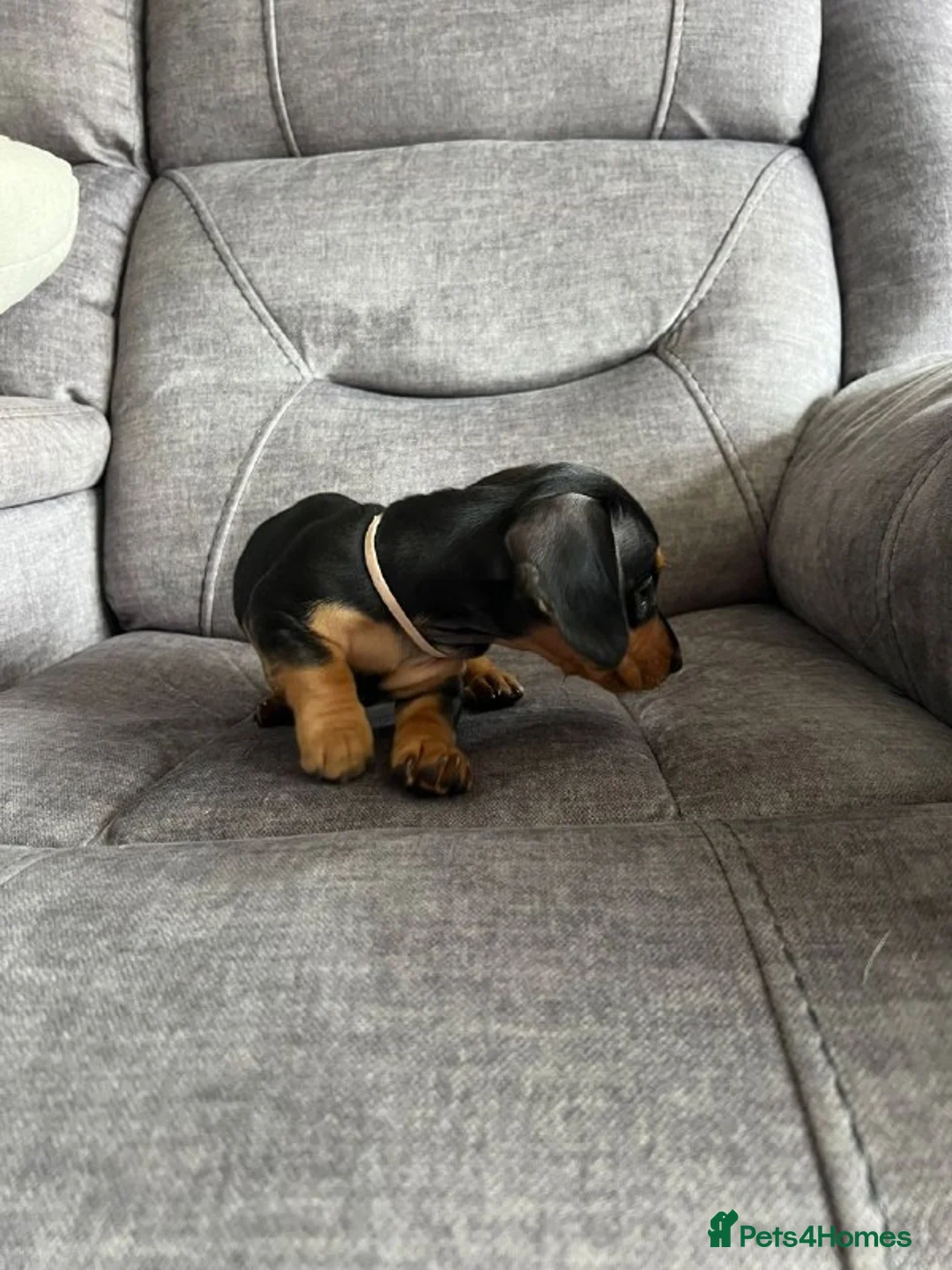 Miniature Dachshund dogs for sale: Miniature Dachshund Puppies - Advert 6