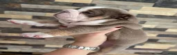 English Bulldog dogs for sale: Outstanding Quality English Bulldog Puppies in Cambridge - Advert 8