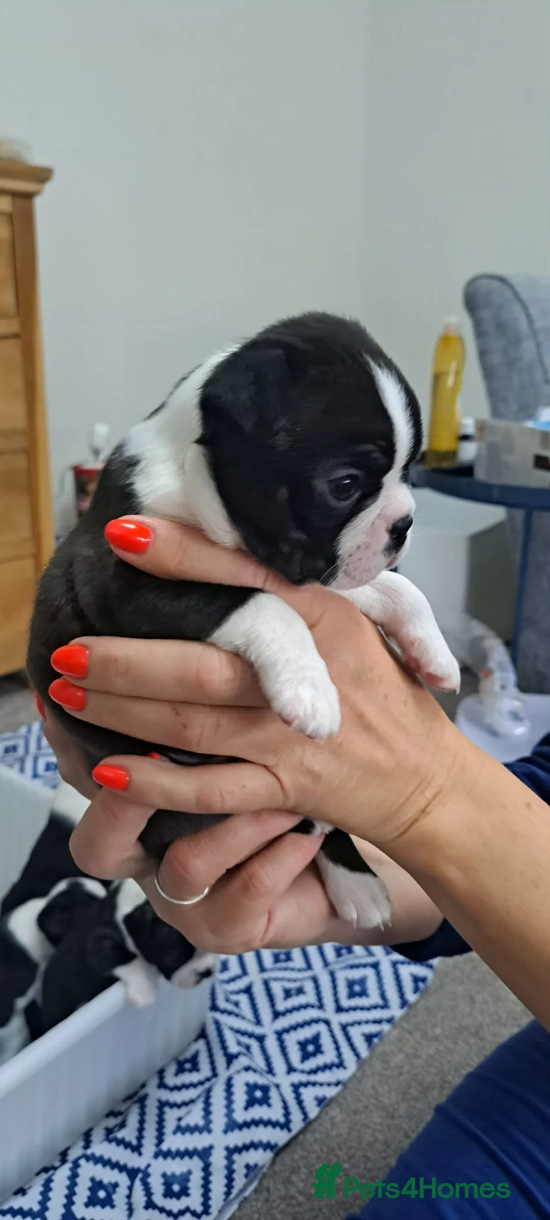 Boston Terrier dogs for sale: Stunning Boston puppies  - Advert 1