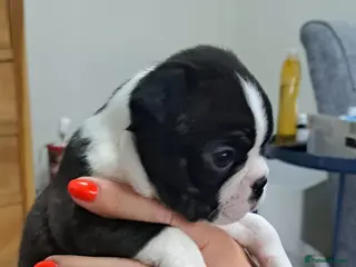 Boston Terrier dogs Stunning Boston puppies - Advert 16