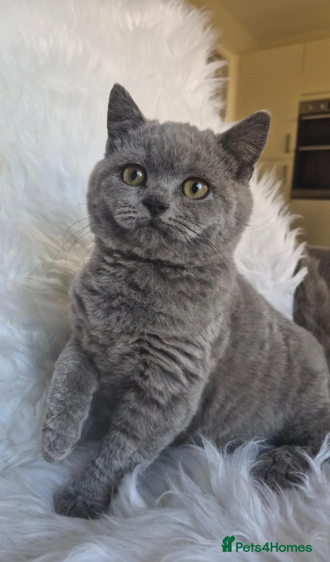 British Shorthair cats for sale: Beautiful Blue Male Kitten  - Advert 1