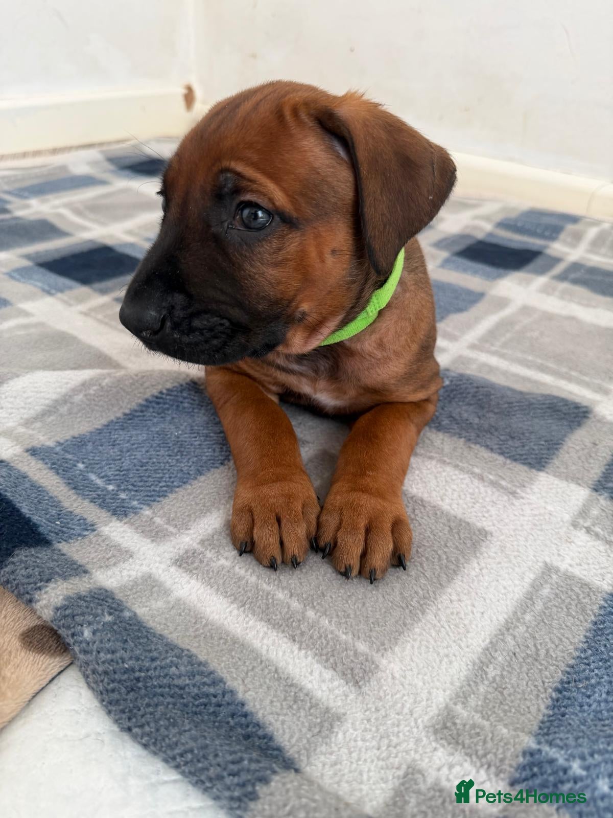 Rhodesian Ridgeback dogs for sale: Stunning KC Registered Rhodesian Ridgeback Puppies - Advert 36