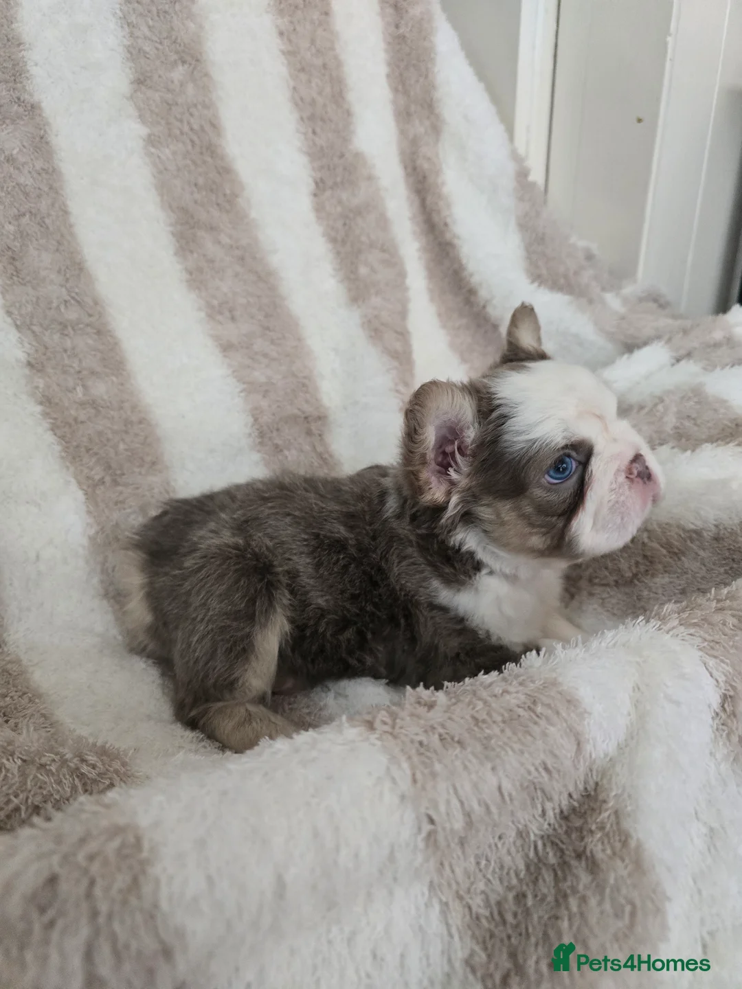 French Bulldog dogs for sale: Beautiful Frenchie Pups Available  - Advert 4