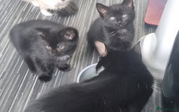 Mixed Breed cats for sale: 2 8wk old kittens  - Image 2