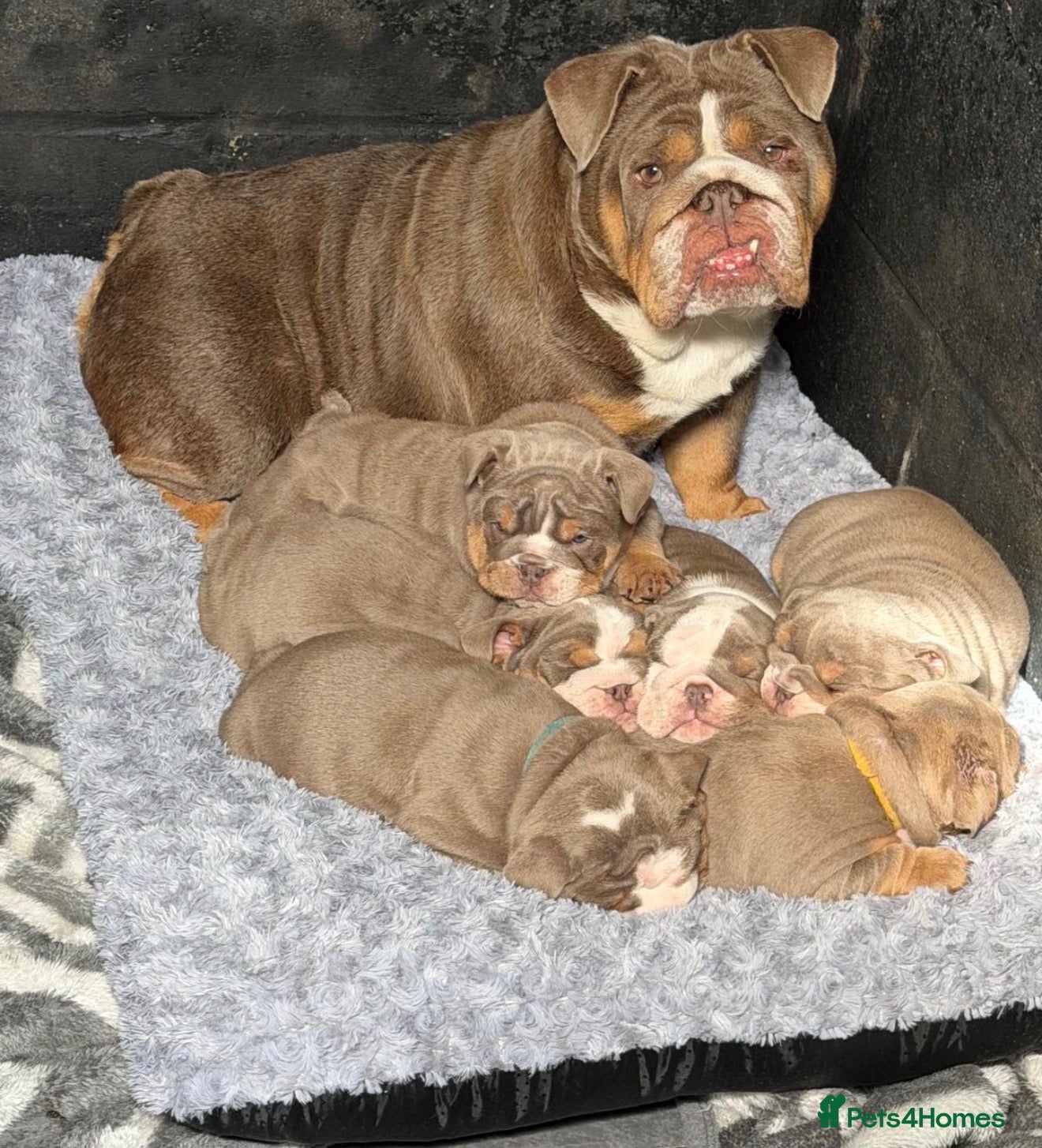 English Bulldog dogs English Bulldogs 🐾📑 - Advert 2
