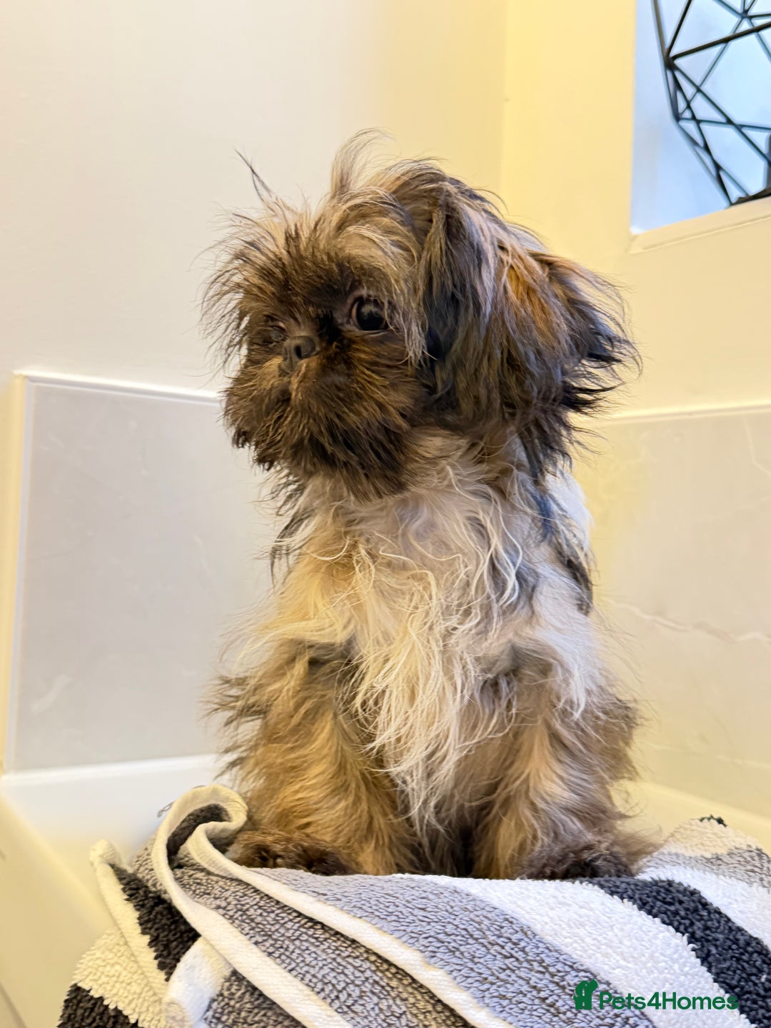 Shih Tzu dogs for sale: 2 x  Imperial Shihtzu - Advert 15