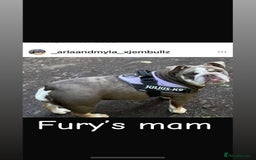 English Bulldog dogs for stud: 🔥FURY🔥 - Image 19