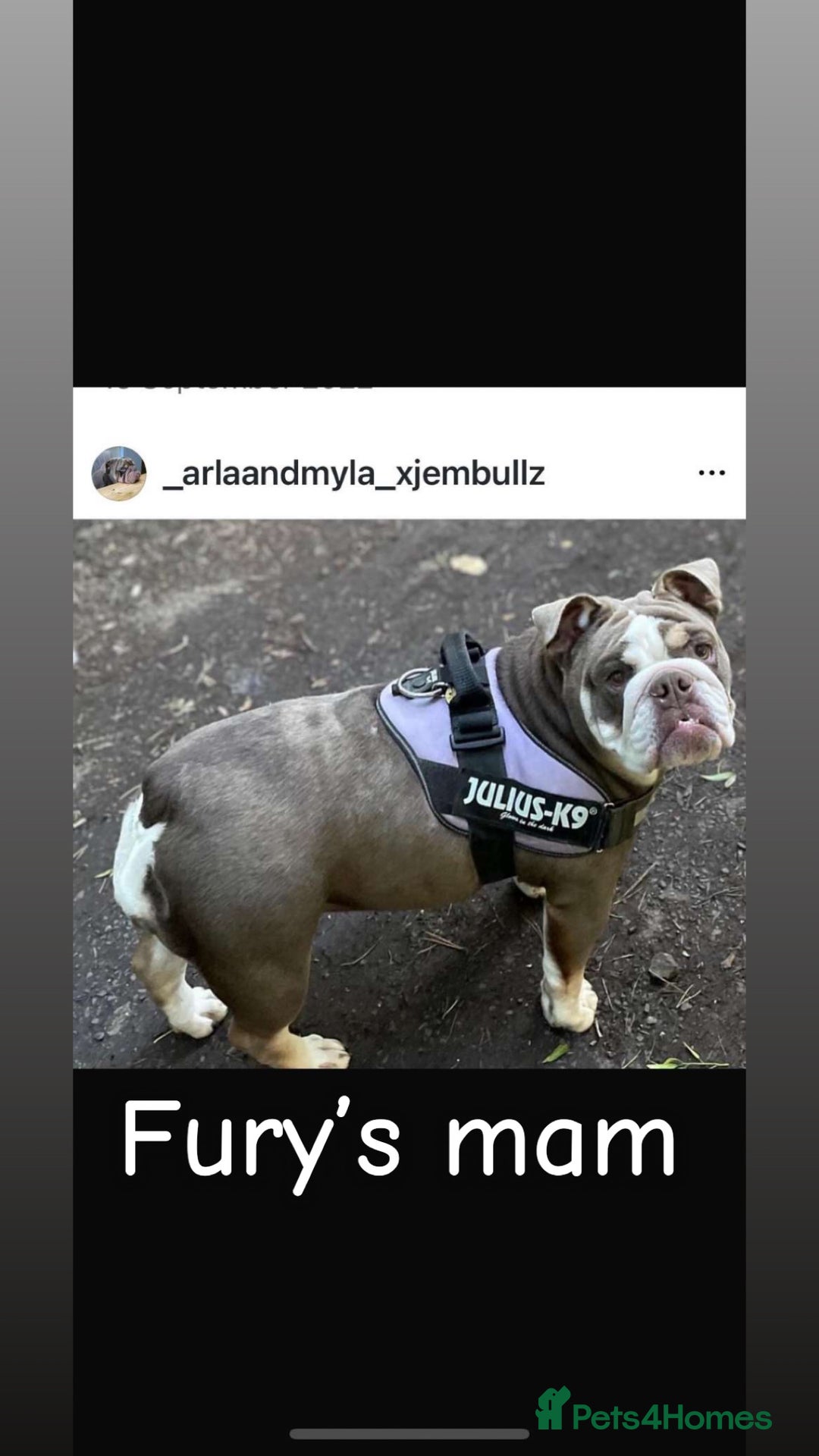 English Bulldog dogs for stud: 🔥FURY🔥 - Image 19