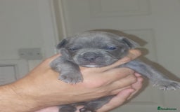 Mixed Breed dogs for sale: FRENCH BULLDOG X STAFFY  - Image 6