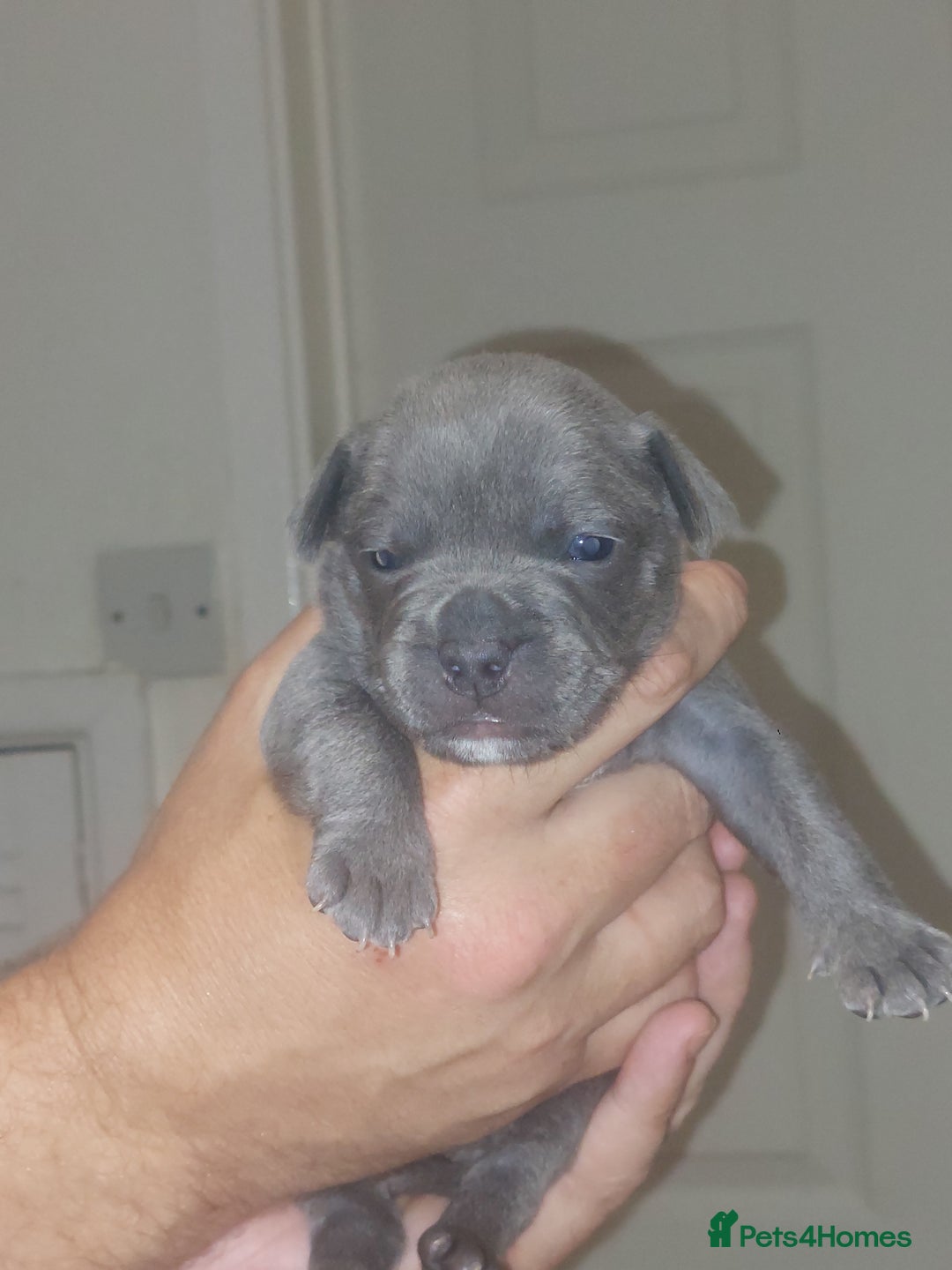 Mixed Breed dogs for sale: FRENCH BULLDOG X STAFFY  - Image 6