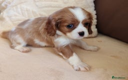 Cavalier King Charles Spaniel dogs for sale: KC Beautiful Cavalier King Charles puppies - Image 14