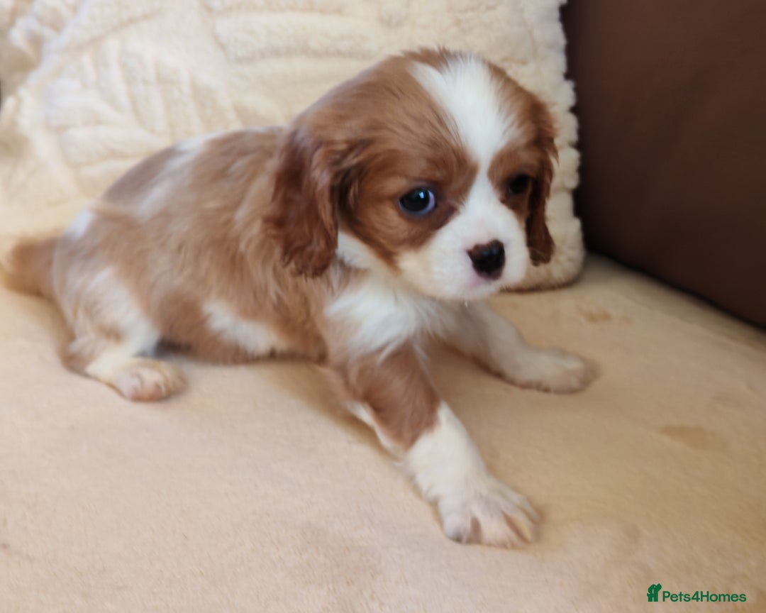 Cavalier King Charles Spaniel dogs for sale: KC Beautiful Cavalier King Charles puppies - Image 14