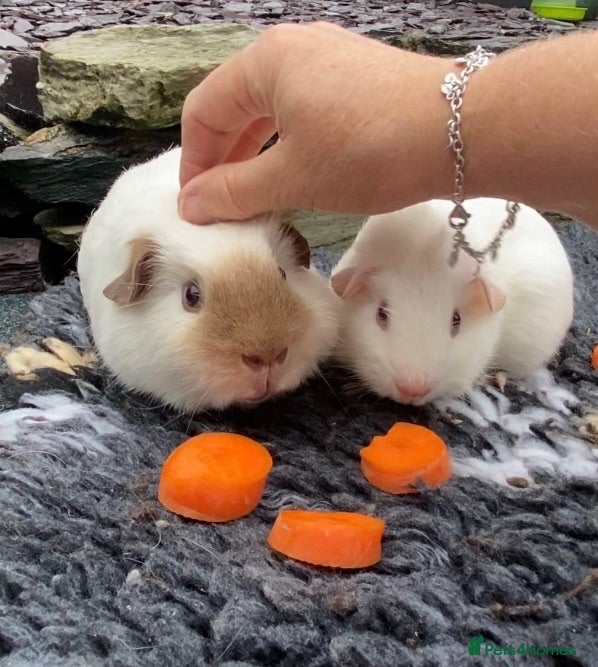 Guinea Pig rodents Bonded baby boys  - Advert 1