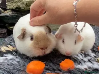 Guinea Pig rodents Bonded baby boys - Advert 1