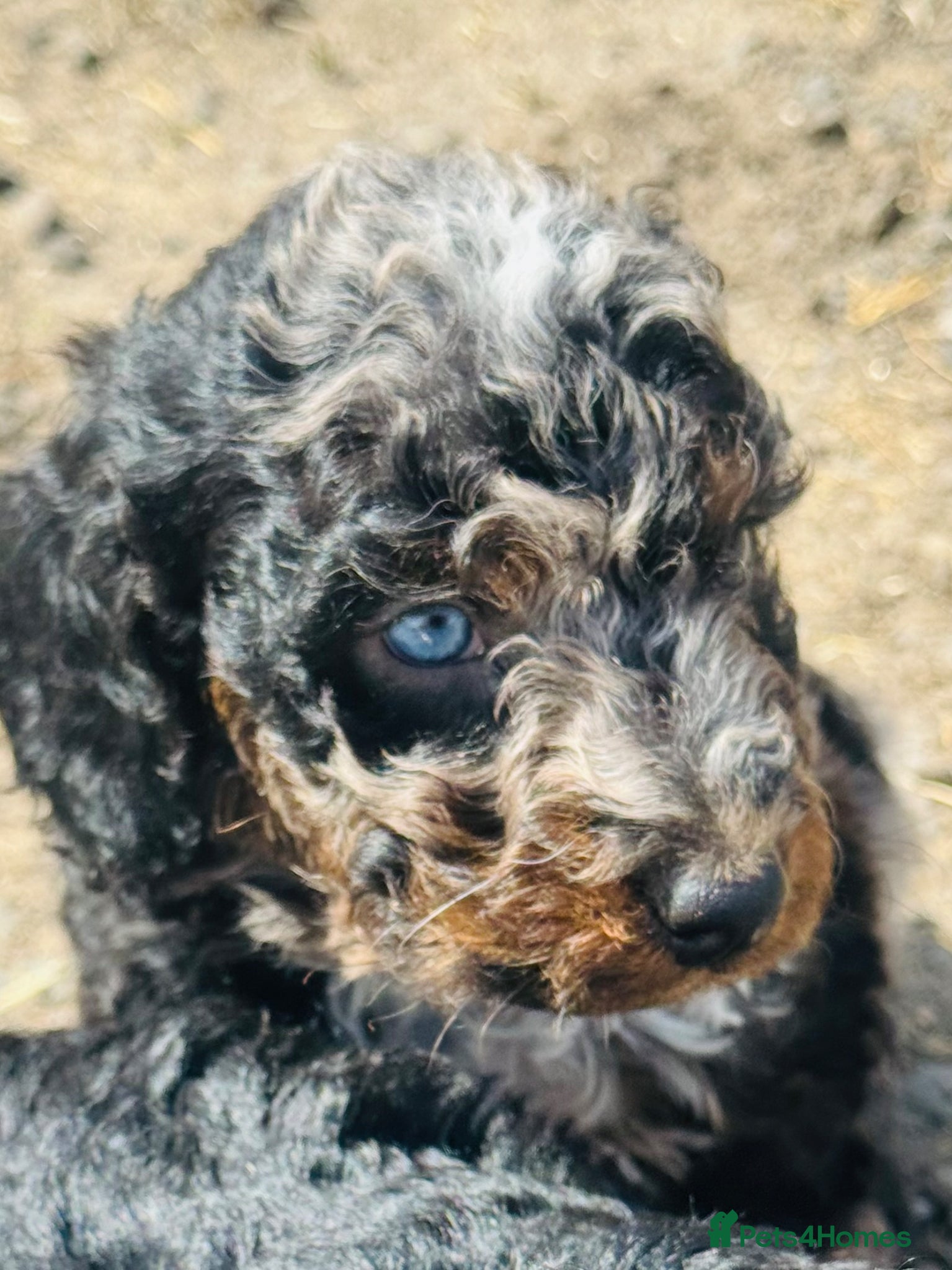 Cockapoo dogs Wow just wow 🤩  - Advert 2