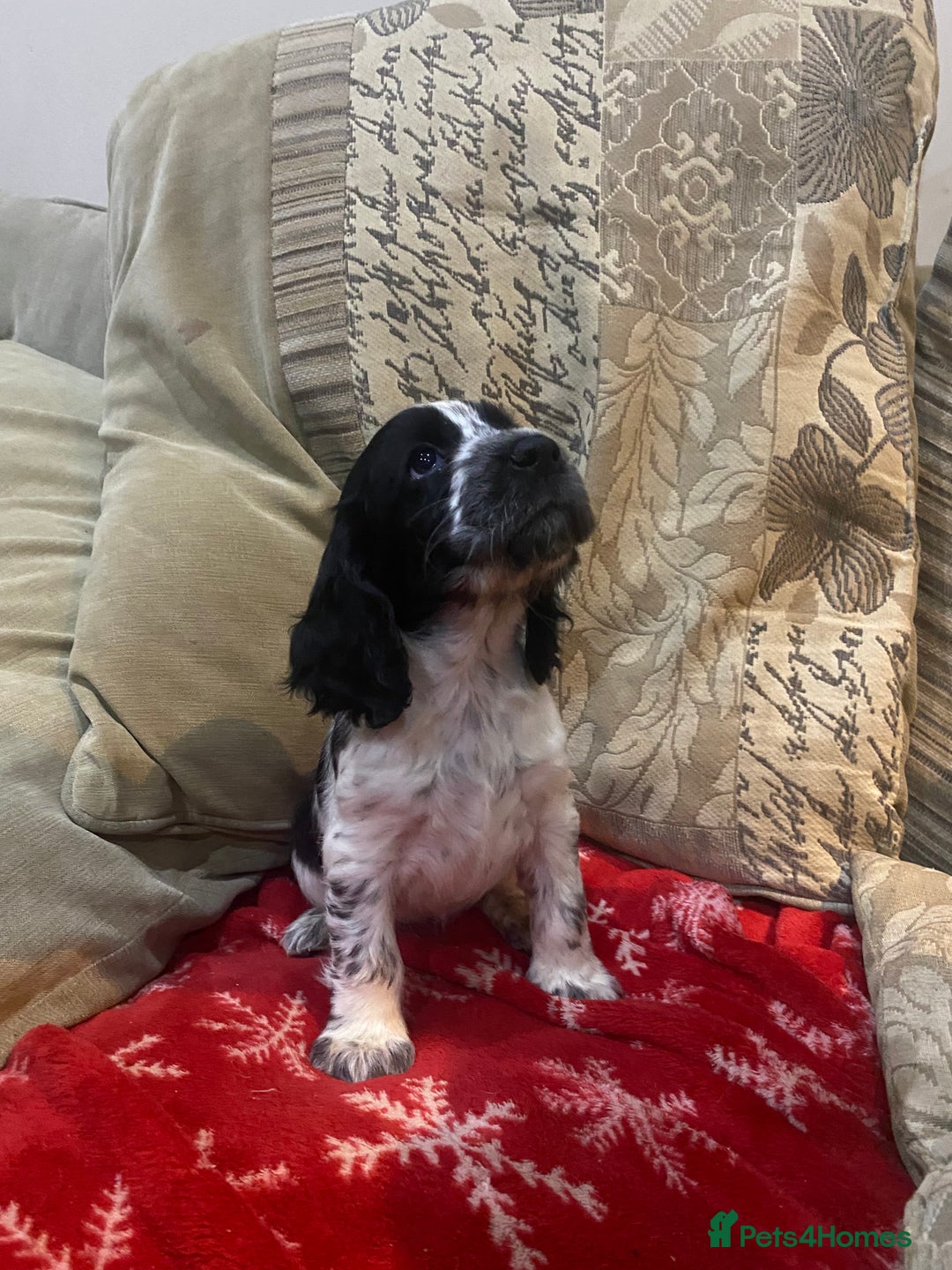 Cocker Spaniel dogs for sale: 9 beautiful full cocker spaniel pups - Advert 8