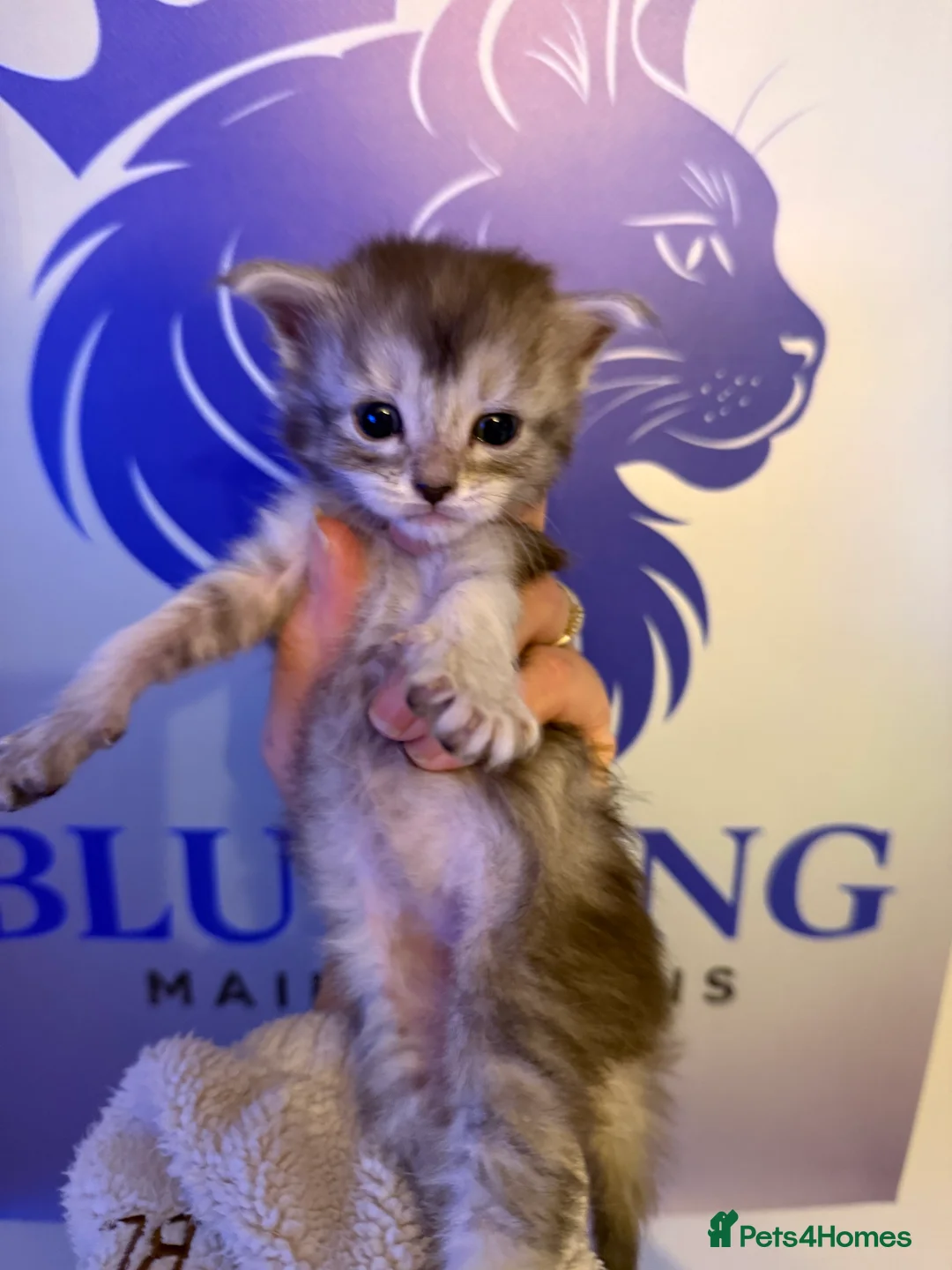 Maine Coon cats for sale: 👑 Stunning pedigree Maine coon kittens 👑  - Advert 19