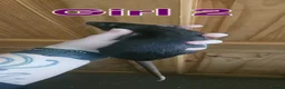 Rat rodents for sale: Young rats for sale - Advert 11