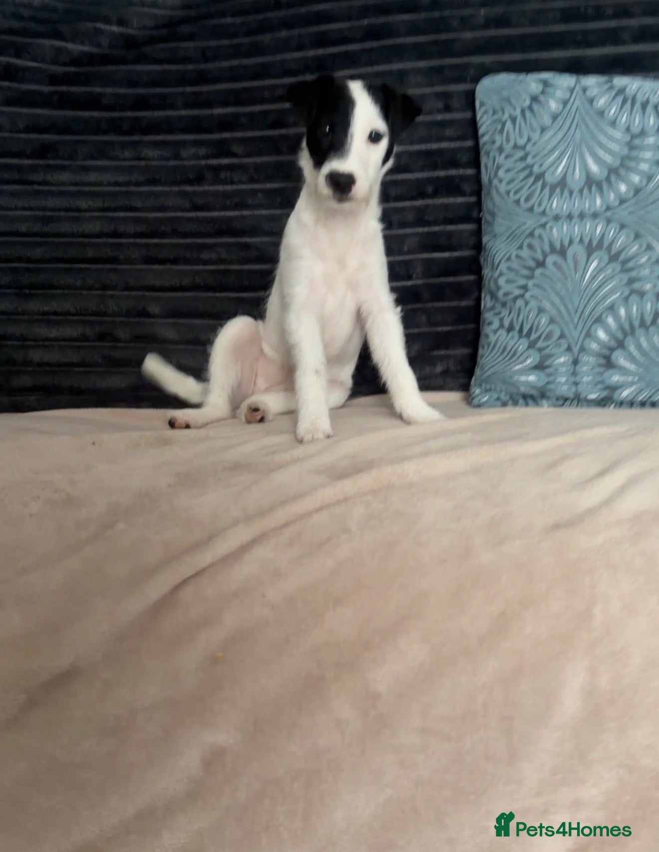 Parson Russell dogs Parson Pup - Advert 4