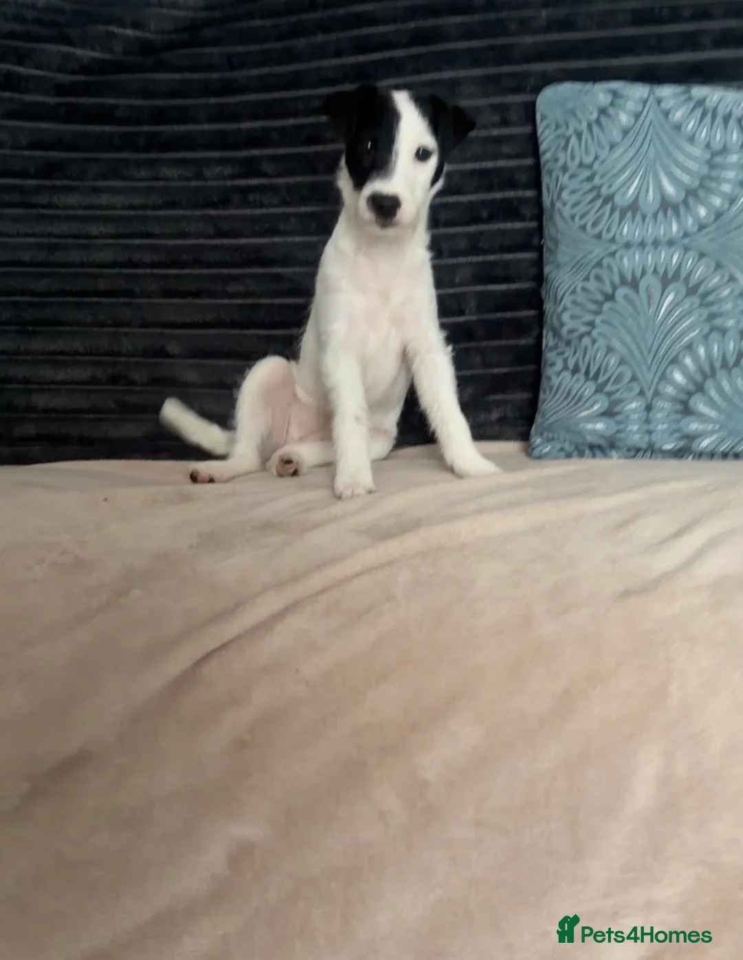 Parson Russell dogs for sale: Parson Pup - Advert 1