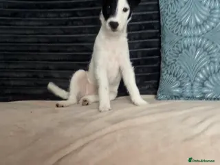 Parson Russell dogs Parson Pup - Advert 4