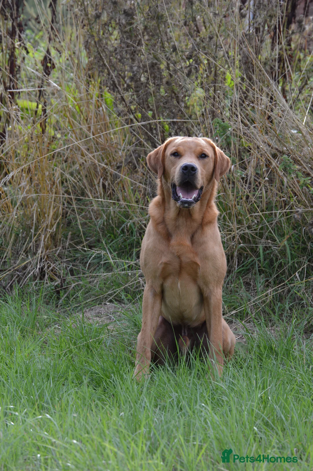 Labrador Retriever dogs for stud: Fully health tested, Fox Red Labrador  in Alton - Advert 2