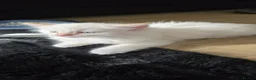 Ragdoll cats for sale: Beautiful Pure Ragdolls  - Advert 13