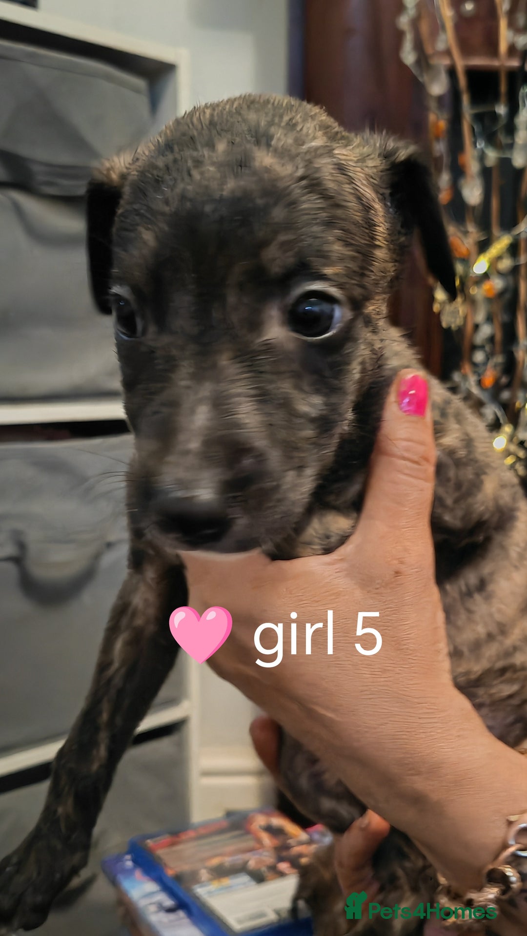 Mixed Breed dogs for sale: Bull grey whippet - Image 7